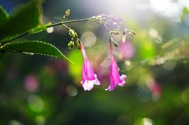 Image result for Strobilanthes hamiltoniana