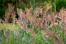 Image result for Bothriochloa bladhii