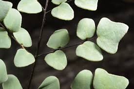 Image result for Pellaea boivinii