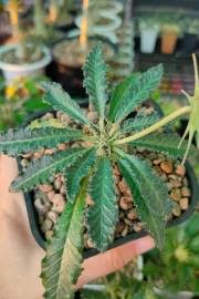 Image result for Dorstenia buchananii