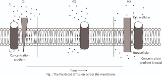 Simple diffusion is carried out by the actions of hydrogen bonds forming between water molecules and solutes. Transport Across A Cell Membrane