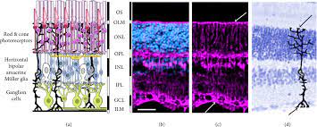 M&#xfc;ller cells support rgcs with essential functions such as removing excess glutamate and providing energy sources. Regulation Of Stem Cell Properties Of Muller Glia By Jak Stat And Mapk Signaling In The Mammalian Retina
