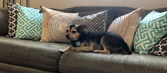 Tlc pet grooming and day spaw prides ourselves in providing the absolute finest services for your most beloved pet! Home Tlc Dog Spa Groom