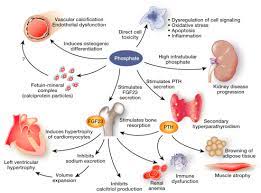 Phosphate A Poison For Humans Sciencedirect
