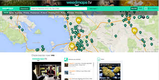 The Flowering Of The Cannabis Web The Leaf Online