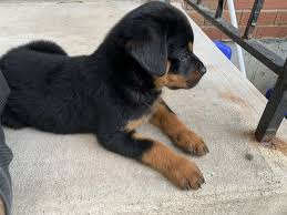 At sportsmans kennel's located in manville ny we offer all of your puppy breeding, boarding, grooming needs! Rottweiler For Sale In Connecticut 58 Petzlover