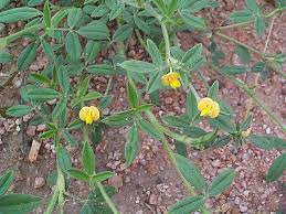 Image result for Stylosanthes fruticosa