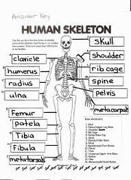 Skeletal System Coloring Pages Science Worksheets Bones In 2020 Skeletal System Worksheet Skull Coloring Pages Skeletal System