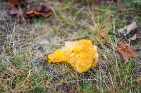 Terbinafine side effects nasty feet fungus how to beat fungus on brutal can you get a pedicure if you have toenail fungus bustling fungus. Tremella Mesenterica Is A Common Jelly Fungus In The Tremellaceae Family Stock Photo Adobe Stock