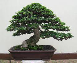 Bangladesh Bonsai Club Home Facebook