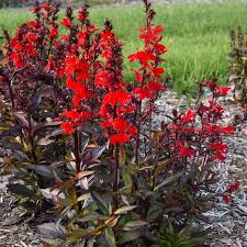 Image result for Lobelia fervens