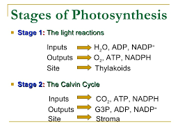 84 Chapter 8 Photosynthesis Flow Chart