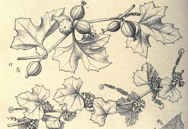 Image result for Kedrostis nana