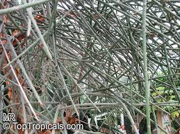 Image result for Euphorbia espinosa