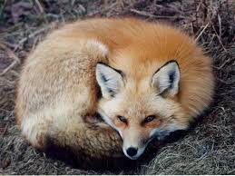 the fox the butler two posh chaps and a spanish guitar playlist fox images animal pictures cute animals