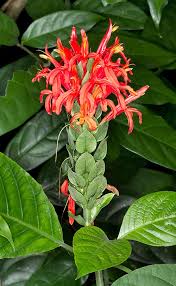 Image result for Pachystachys