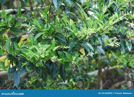 Image result for Nageia nagi