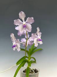 Image result for Vanda coerulea