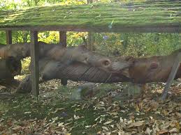 33.4 hectares), also known as the sächsisches landesarboretum (tr. Forstbotanischer Garten Tharandt