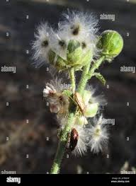 Image result for Hibiscus micranthus