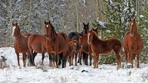 15 Wild Horses Captured This Year In Alberta Cbc News