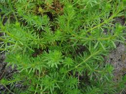 Sticky weed with yellow flowers. Weeds The Trees Flowers Of Whangarei