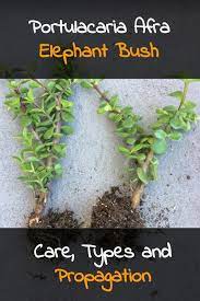 Everything You Need To Know About Growing And Caring For Elephant Bush Portulacaria Afra Elephant Bus Flowering House Plants Propagating Plants Healthy Plants