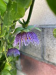 Image result for Passiflora ligularis