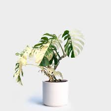 Variegated Monstera Care Urban Garden Design Variegated Plants Monstera