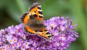 We did not find results for: A Gardener S Guide To Butterfly Friendly Plants Natural History Museum