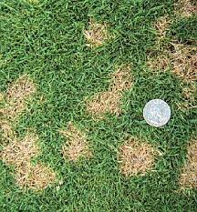 Spread the sugar over the area and water it in thoroughly. Dollar Spot Disease King Green