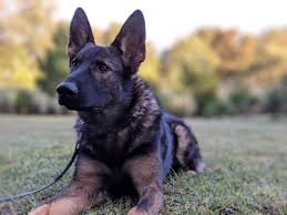 A list of shepherd type dog breeds with links leading to information and pictures on each. Major Bloodlines Of The German Shepherd Dog Dog Trainer College
