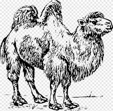 Lgb how the camel got its hump: Bactrian Camel Dromedary Camels Mammal Carnivoran Png Pngegg