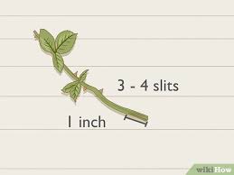 Image result for cuttings of roses