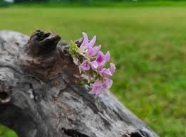 Image result for Abrus melanospermus