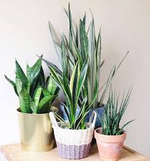 Image result for Sansevieria