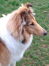 Lucca Looks Just Like My Lucy Rough Collie Collie Dog Collie Breeds