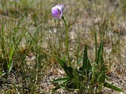 Image result for Vigna vexillata