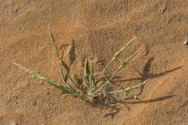 Image result for Centropodia