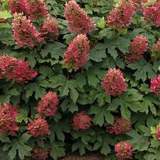 Image result for Hydrangea quercifolia