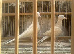 Perkutut putih mata merah sepasang = rp 850.000; 12 Jenis Burung Perkutut Di Semua Daerah Dan Gambarnya Luar Biasa