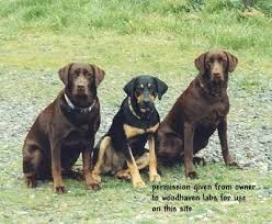 Black And Tan Labrador Retriever Mismarks Other Odd Markings In Labradors Part 2 Woodhaven Labradors Labrador Retriever Labrador Cute Animals
