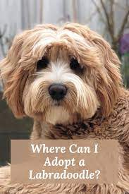 Where Can I Adopt A Labradoodle Labradoodle Cute Dogs Cute Dogs And Puppies