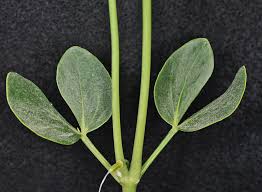 Image result for Zygophyllum cuneifolium