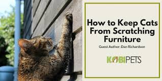 Sprays, tapes and other deterrents. How To Keep Cats From Scratching Furniture Kobi Pets