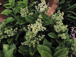 The wax leaf privet is immensly popular with gardeners because it is very easy to grow and requires low. Ligustrum Japonicum Amur Chinese Privet Common Privet Curlyleaf Ligustrum Japanese Privet Privet Wax Leaf North Carolina Extension Gardener Plant Toolbox
