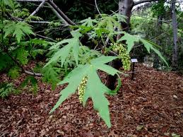 This one is super easy, and. Big Leaf Maple Acer Macrophyllum