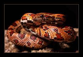I Have A Red Rat Snake Like This One Her Name Is Princess Dumpling Rat Snake Red Rat Corn Snake
