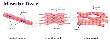 Cbse class 9 science chapter 5 tissues exercise questions with solutions to help you to revise with the help of diagram show the difference between striated muscle fibre, smooth muscle fibre tendon: Animal Tissue And Its Functions Learnfatafat Class 9 Chapter 6 Tissues