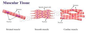 Skeletal and smooth muscle physiology lecture 9: Ncert Solutions For Class 9 Science Chapter 6 Tissues Learnfatafat